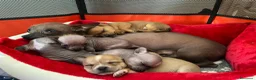 Chihuahua cani in vendita: Chihuahua cuccioli - Annuncio 4