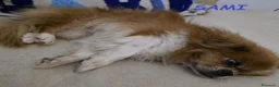 Pechinese cani in regalo: SAMI buono con tutti anche coi gatti - Annuncio 2
