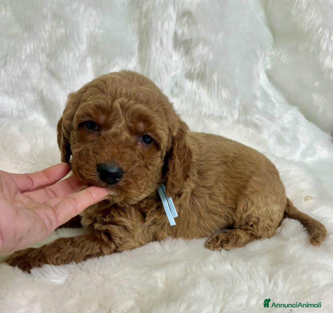 Golden Retriever cani in vendita: Australian Golden DoubleDoodle - Annuncio 24