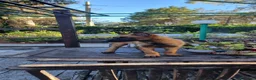Pastore Belga cani in vendita: Cuccioli Pastore Belga Malinois in Calabria a Provincia di Cosenza - Annuncio 7