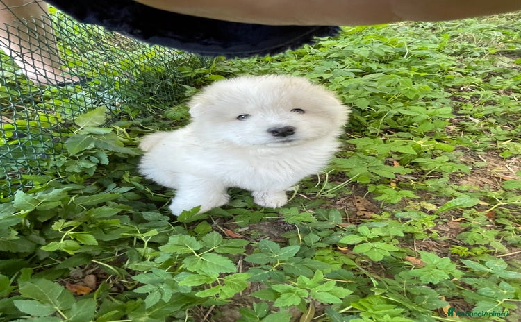Samoiedo cani a Provincia di Cuneo - Annuncio 2