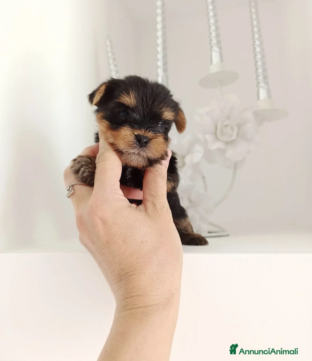 Yorkshire cani in vendita: Yorkshire terrier toy - Annuncio 6