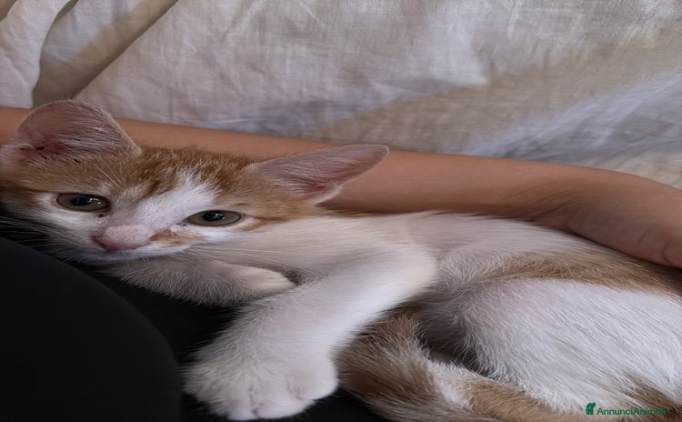 Europeo gatti - Annuncio 3