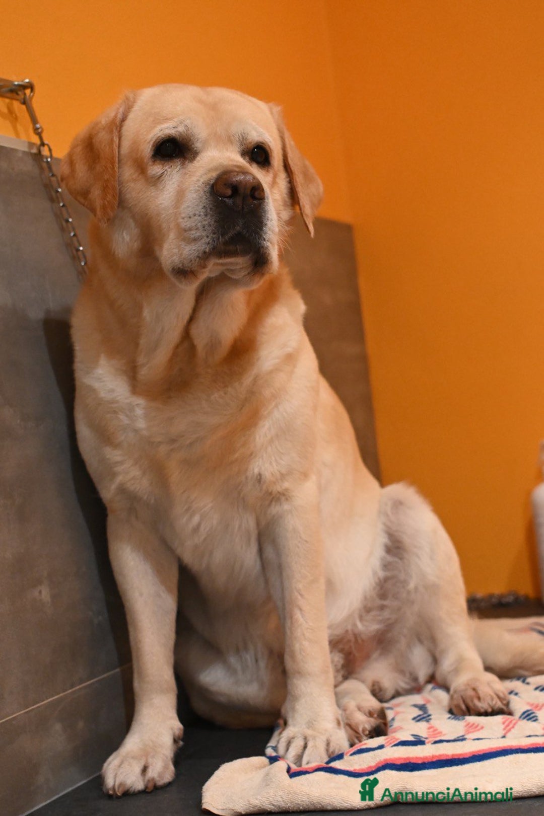 Labrador cani per accoppiamento: Per la monta, stupendo Labrador maschio - Annuncio 5