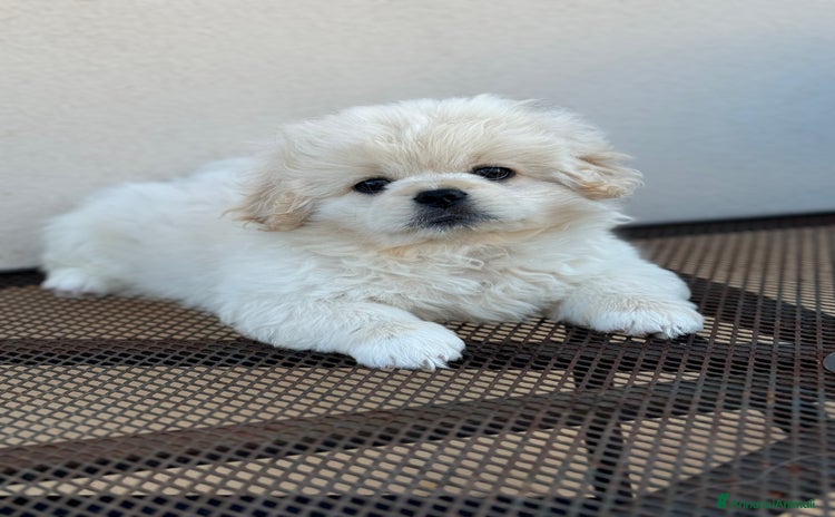 Pechinese cani a Рим - Annuncio 1