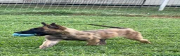 Pastore Olandese cani in vendita: Cuccioli di pastore olandese con pedigree - Annuncio 18
