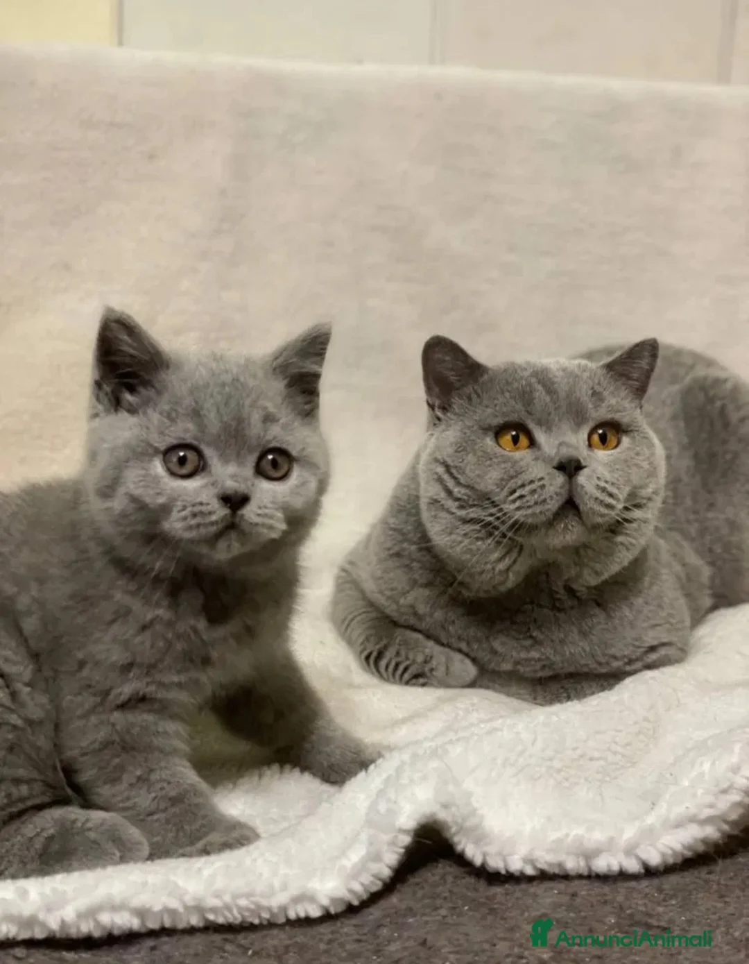 British gatti in vendita: British Shorthair  - Annuncio 2