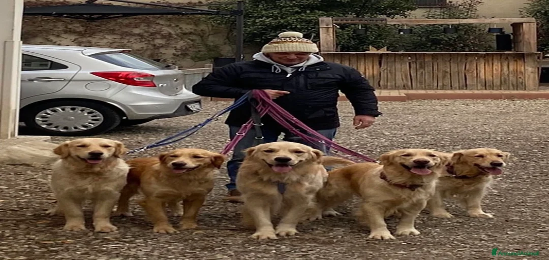 Immagine della galleria {{count}}