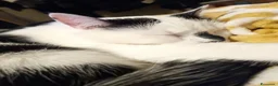 Meticcio gatti in regalo: Ciccio - Annuncio 4
