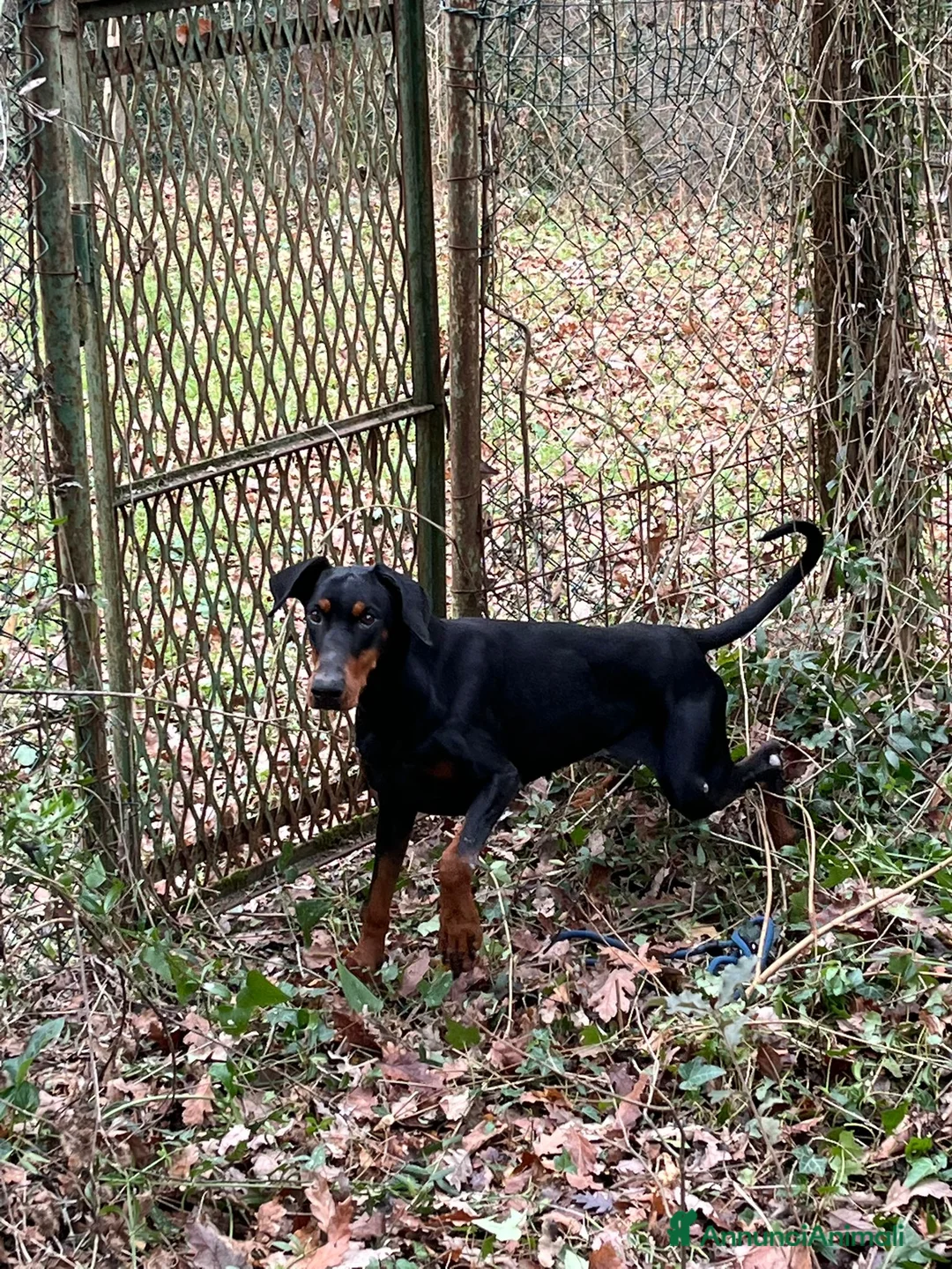 Dobermann cani in regalo: Dobermann femmina pura - Annuncio 8