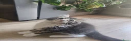 Maine Coon gatti in vendita: Cuccioli Maine coon  - Annuncio 4