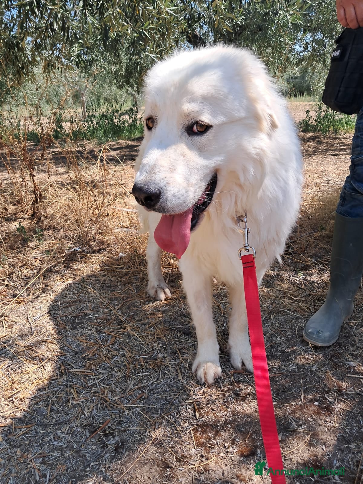 Meticcio cani ORSETTO CERCA CASA  - Annuncio 2