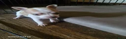 Chihuahua cani in vendita: Ciwawa maschietto - Annuncio 2