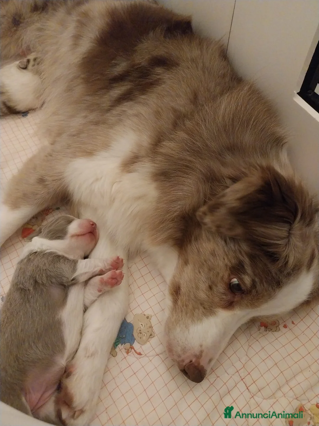 Border Collie cani in vendita: cuccioli border collie con pedigree - Annuncio 10