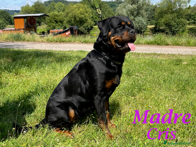 Rottweiler cani Cuccioli Rottweiler linea Tedesca - Annuncio 3