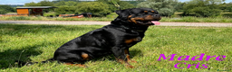 Rottweiler cani in vendita: Cuccioli Rottweiler linea Tedesca - Annuncio 2