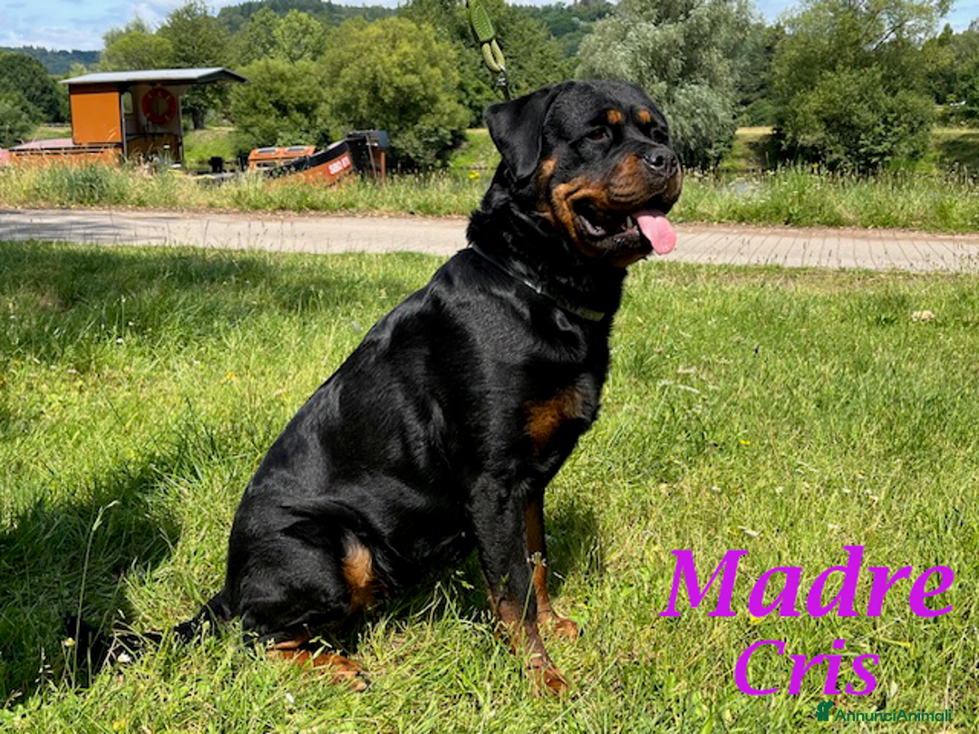 Rottweiler cani in vendita: Cuccioli Rottweiler linea Tedesca - Annuncio 2