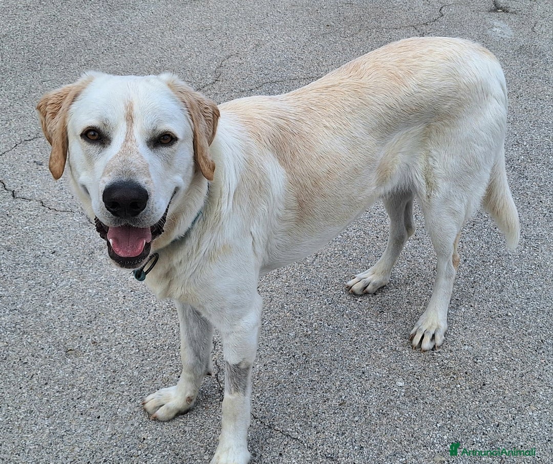 Meticcio cani in regalo: Cooper 11 mesi mix labrador  - Annuncio 5