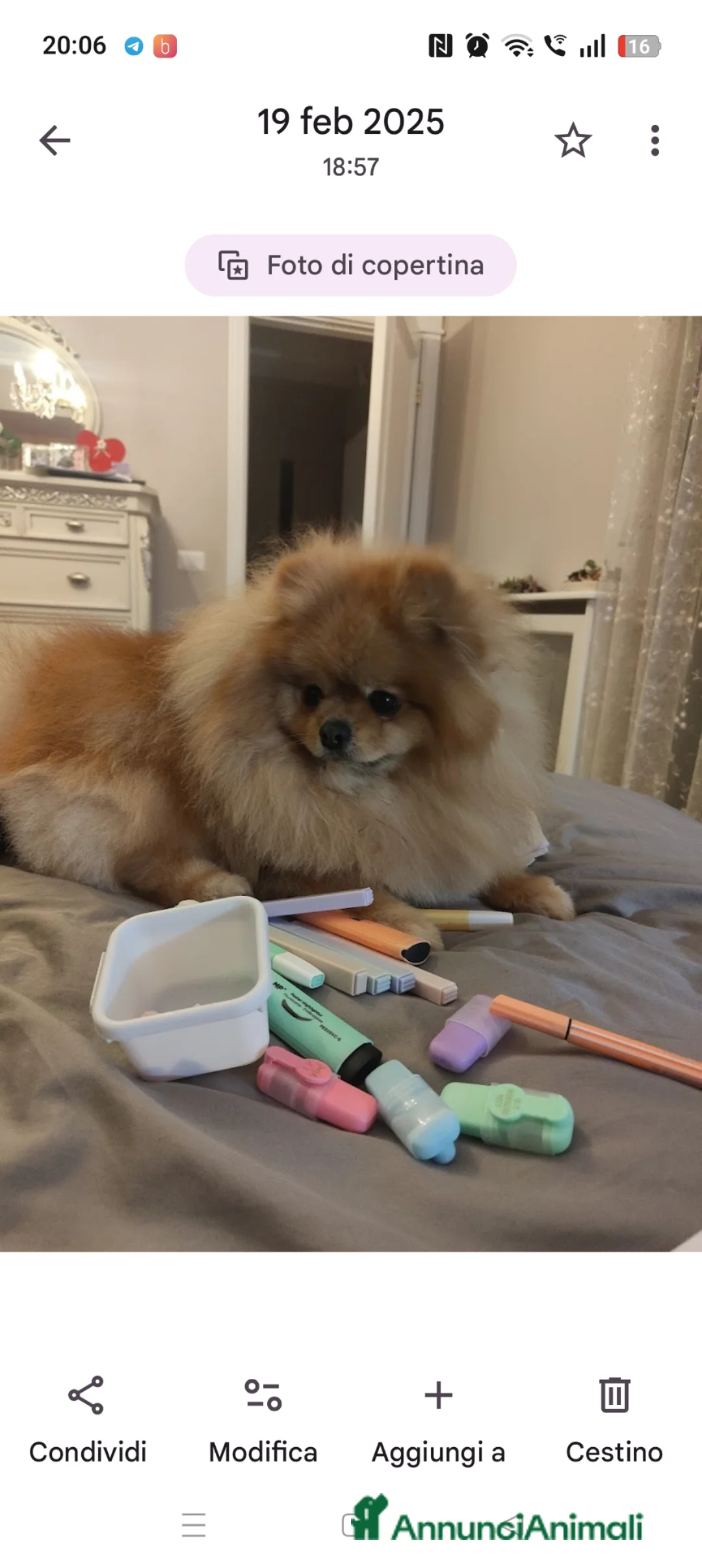 Spitz cani per accoppiamento: Cerco Spitz di Pomerania per accoppiamento  - Annuncio 2