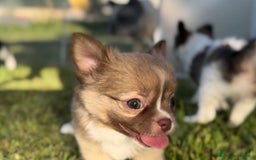 Chihuahua cani in vendita: Cuccioli chihuahua  a Città metropolitana di Milano - Immagine 13