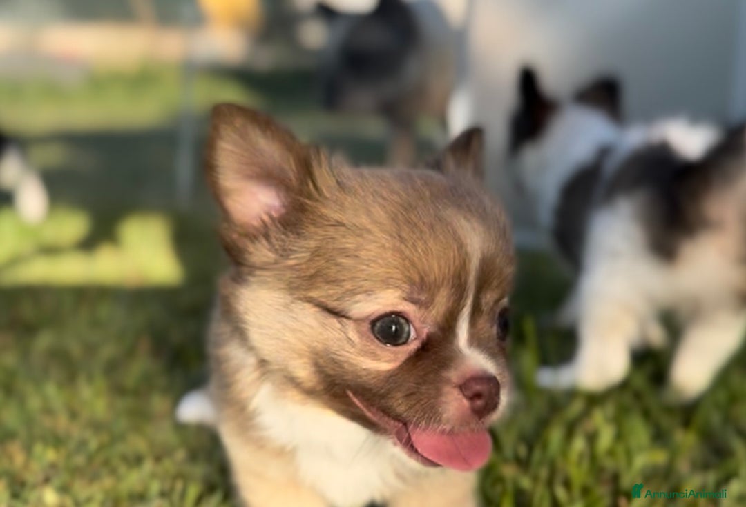 Chihuahua cani in vendita: Cuccioli chihuahua  a Città metropolitana di Milano - Immagine 13