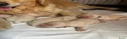 Golden Retriever cani in vendita: Golden Retriever a Provincia di Savona - Annuncio 5