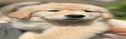 Golden Retriever cani in vendita: CUCCIOLA GOLDEN AMERICANO - Annuncio 9
