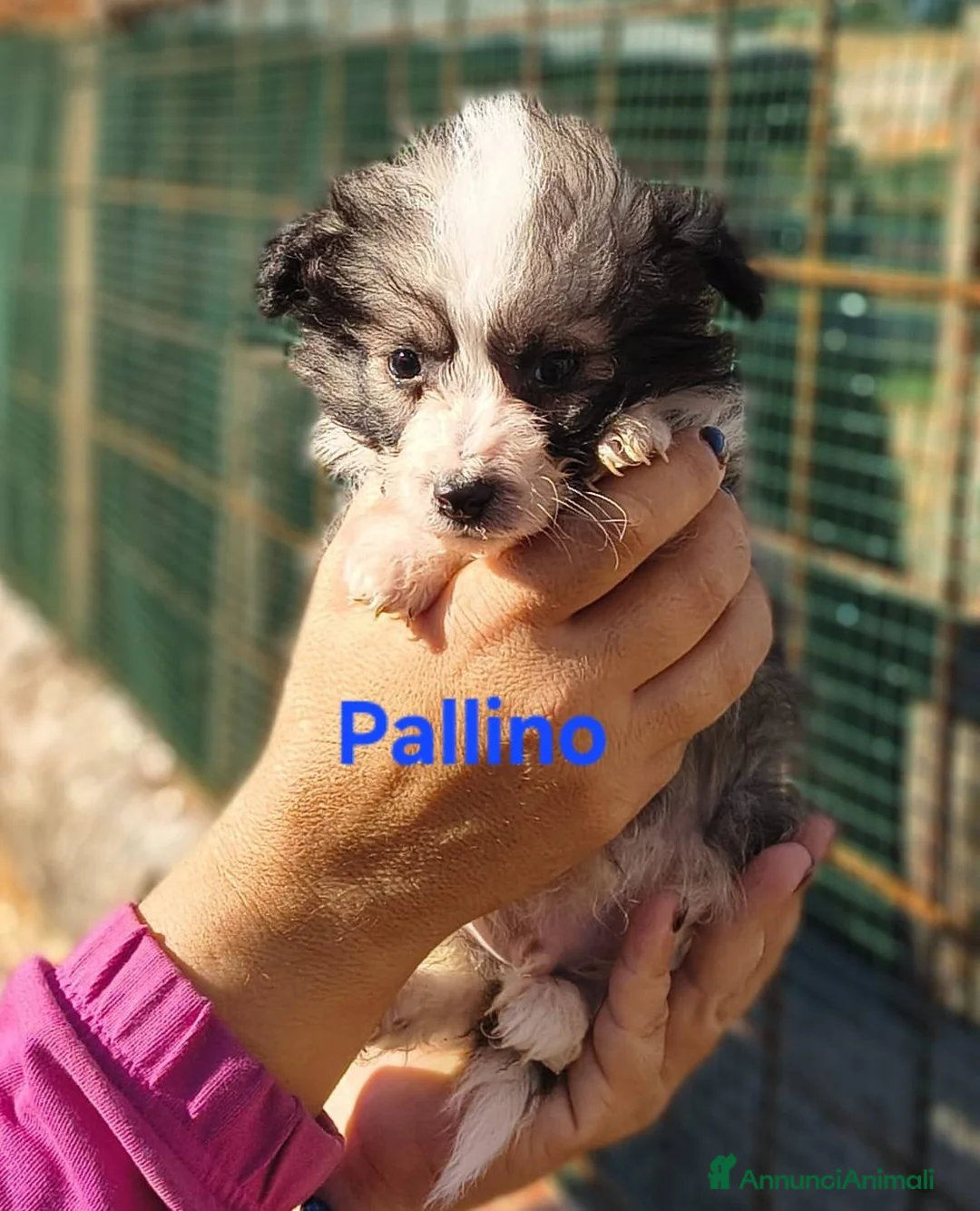 Meticcio cani in regalo: Pandoro Pallino TorroncinoFioccoLuceCannellaStella - Annuncio 4
