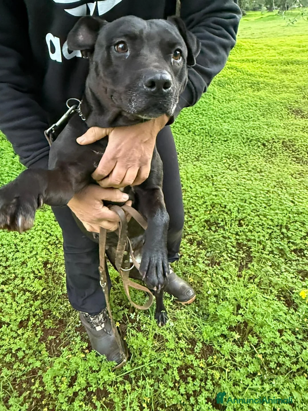Pitbull cani in regalo: Yuma Pitbull buona,salvata 1anno fa,in canile SUD  - Annuncio 2