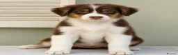Australian Shepherd cani in vendita: Femmina pastore australiano  - Annuncio 3