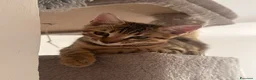 Bengala gatti in vendita: Cuccioli bengala  a Provincia della Spezia - Annuncio 29