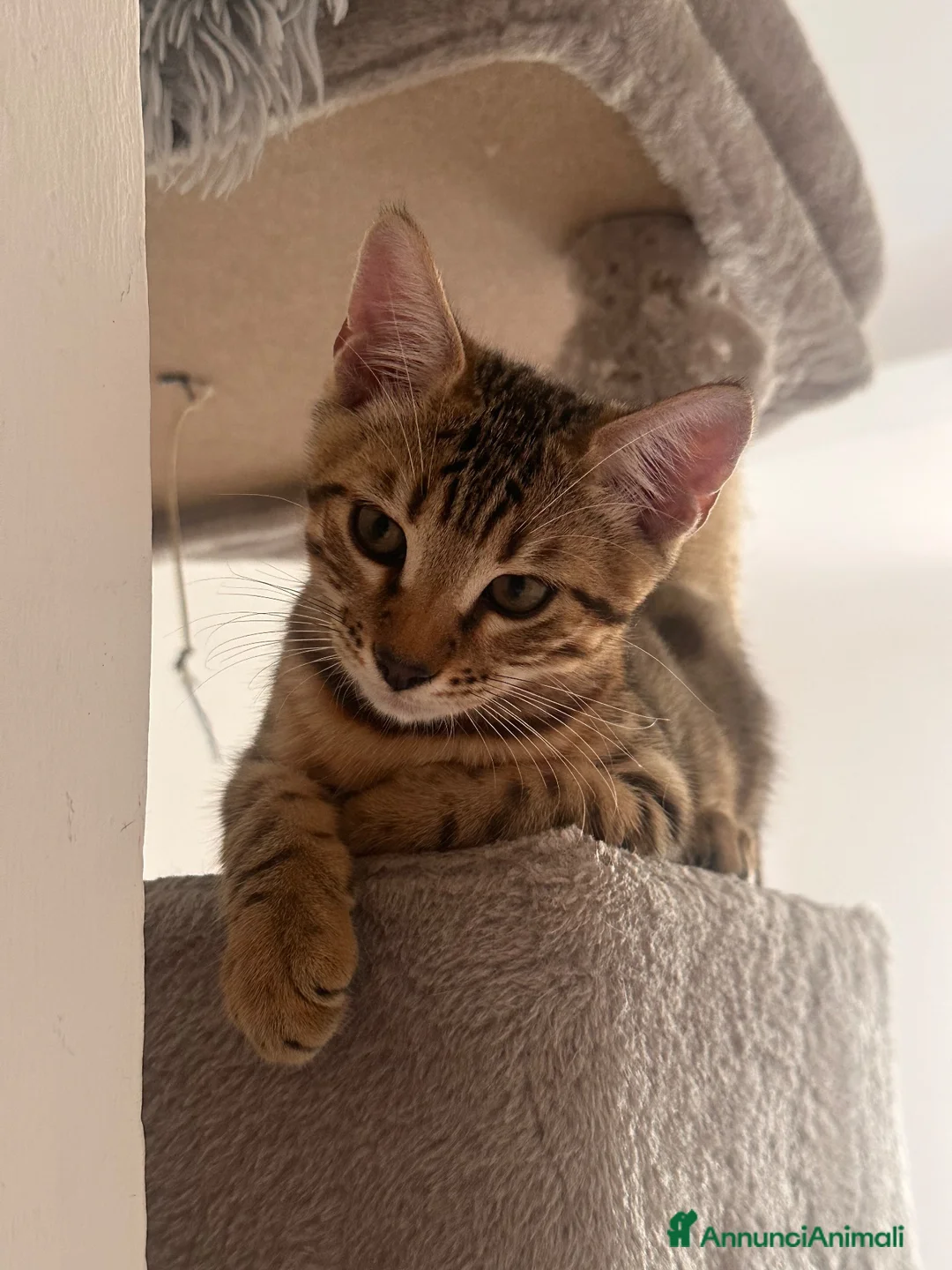 Bengala gatti in vendita: Cuccioli bengala  a Provincia della Spezia - Annuncio 29