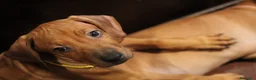 Rhodesian Ridgeback cani in vendita: Cuccioli Rhodesian Ridgeback con Pedigree ENCI - Annuncio 7