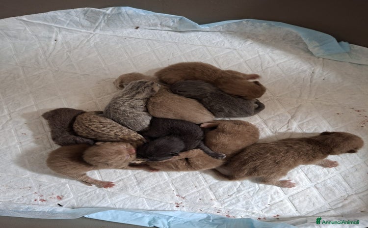 British gatti - Annuncio 14