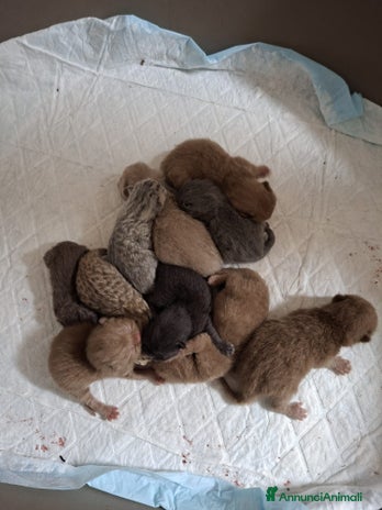 British gatti - Annuncio 12