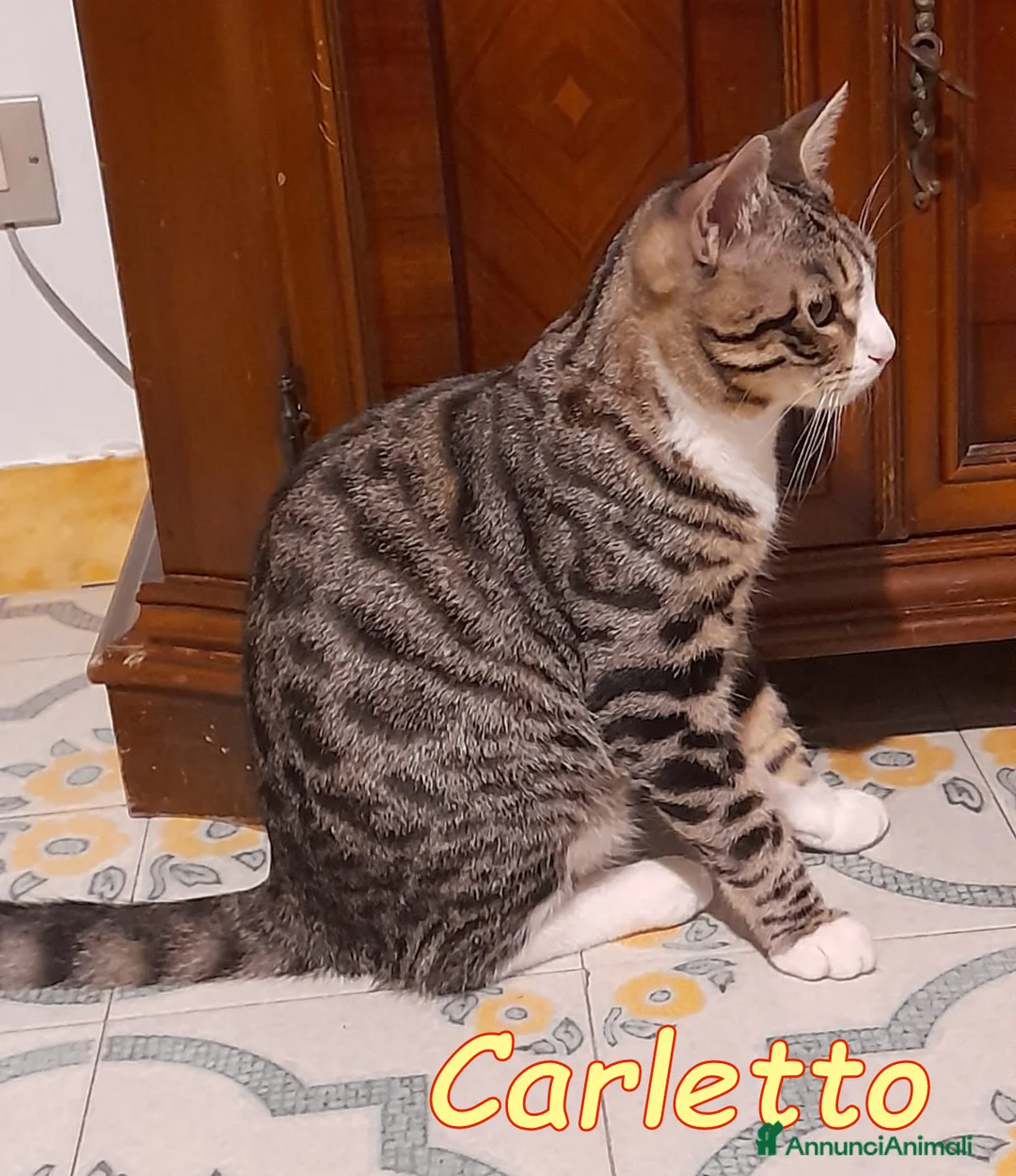 Europeo gatti in regalo: CARLETTO DOLCISSIMO GATTINO - Annuncio 4