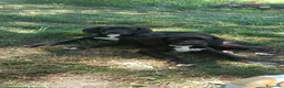 Alano cani in vendita: Cucciole di Alano  - Annuncio 3