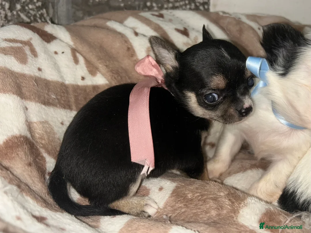 Chihuahua cani in vendita: Chihuahua mini - Annuncio 8