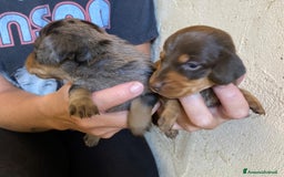 Bassotto cani in vendita: Cucciolo bassotto nano tedesco - Immagine 6