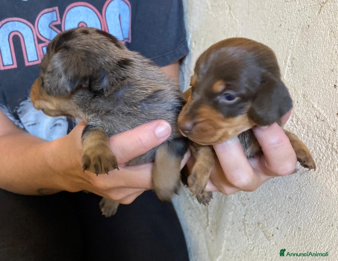 Bassotto cani in vendita: Cucciolo bassotto nano tedesco - Immagine 6