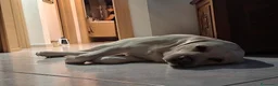 Labrador cani per accoppiamento: Labrador maschio per accoppiamento - Annuncio 11