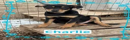 Meticcio cani in regalo: Charlie  - Annuncio 1