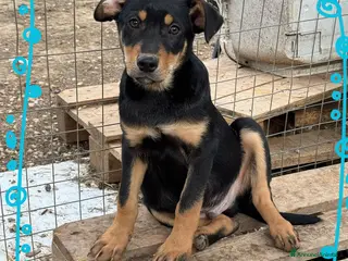 Meticcio cani Charlie - Annuncio 38