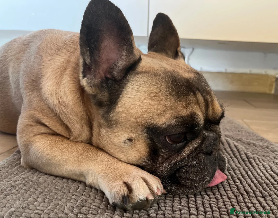 Bulldog Francese cani in regalo: BOULEDOGUE FRANCESE  - Annuncio 3