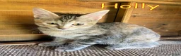 Europeo gatti in regalo: TRE SPLENDIDI FRATELLINI DI DUE MESI - Annuncio 5