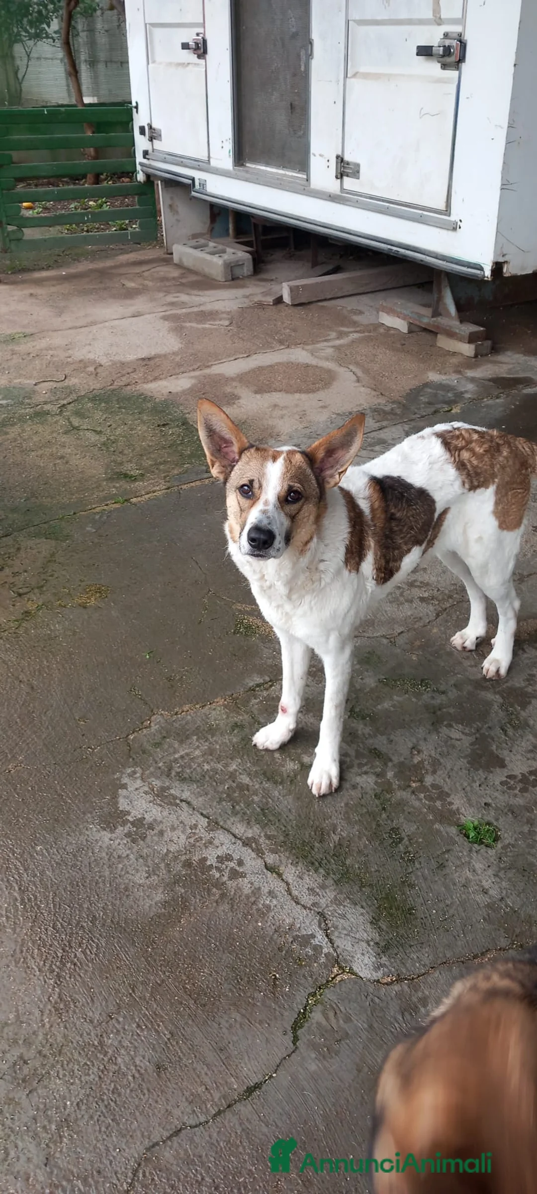 Meticcio cani in regalo: Bianca, simil pastorina!  - Annuncio 2