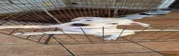 Meticcio cani in regalo: Cucciolo simil pitbull/dogo argentino a Provincia di Alessandria - Annuncio 3