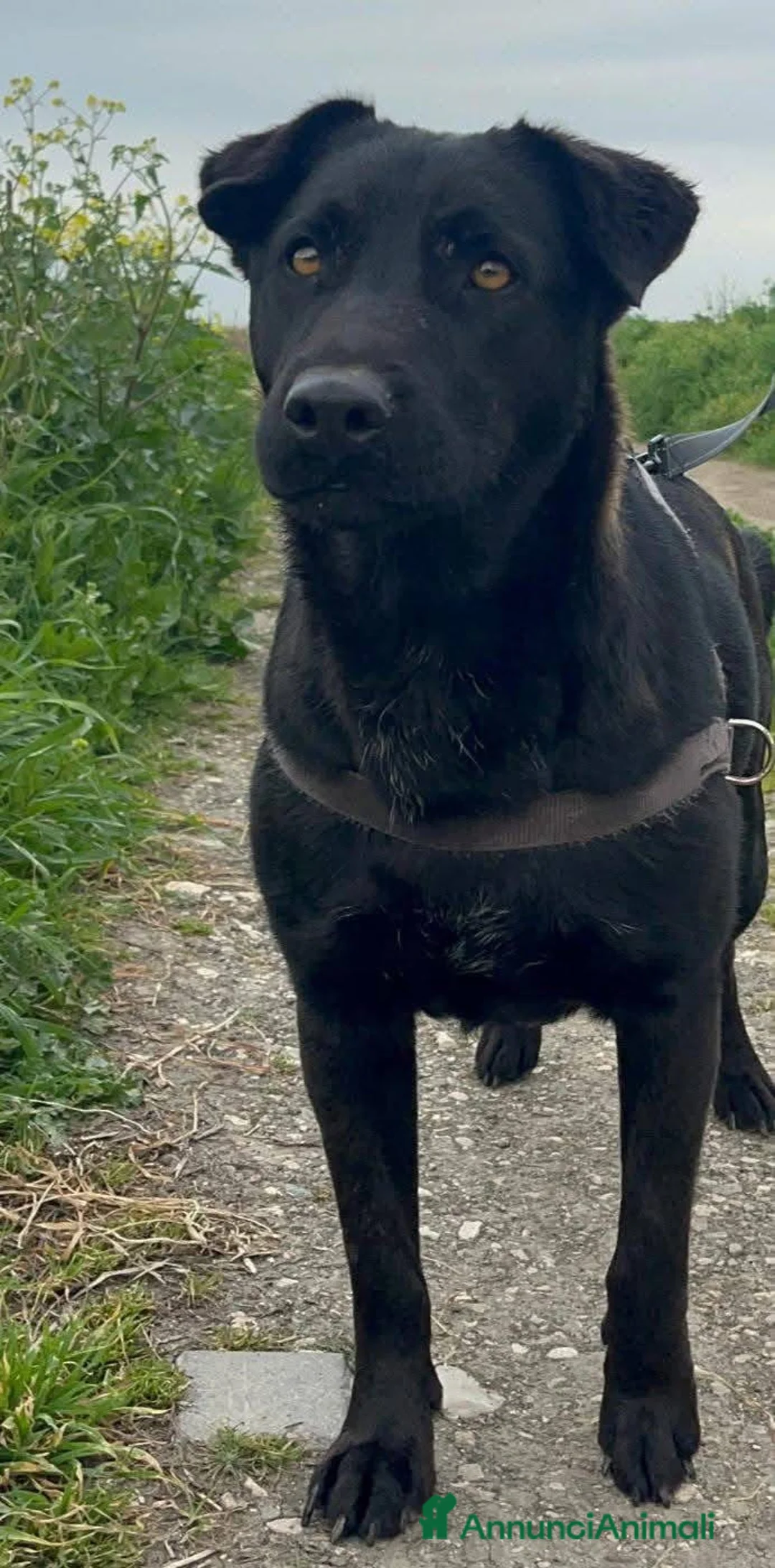 Labrador cani in regalo: Diana - Annuncio 3