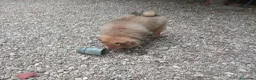 Spitz cani in vendita: Spitz piccolo volpino  - Annuncio 3