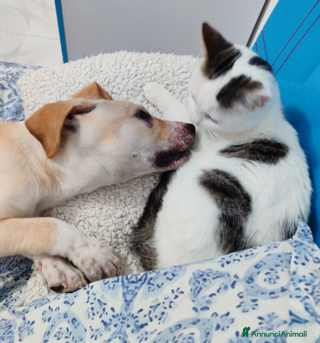 Meticcio cani in regalo: 3mesi pelo corto salvato dalla morte pronto x part - Annuncio 6